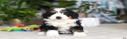 Mini Bernedoodle dogs for sale: Charlie - Ad 2