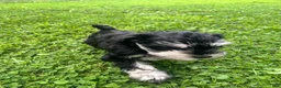 Miniature Schnauzer dogs for sale: Miniature Schnauzer 5 Gojo - Ad 13