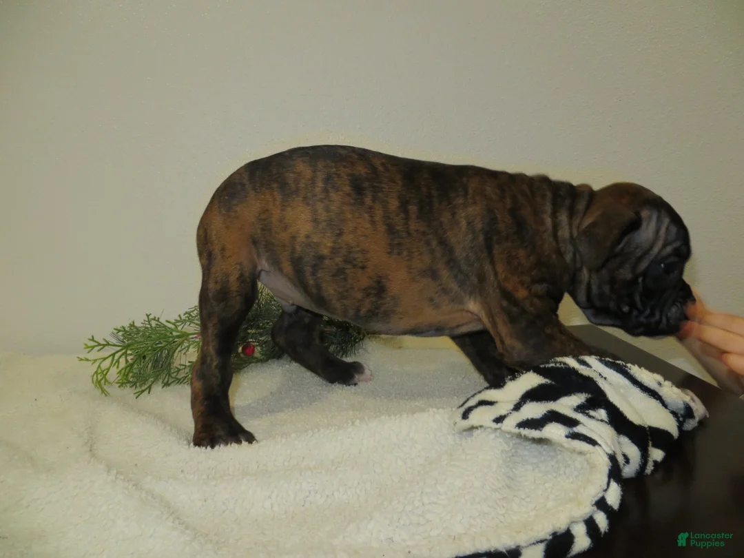 Boxer dogs for sale: 🛶CONUE - Ad 2