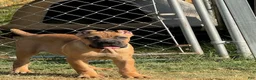 Cane Corso dogs for sale: Girl 1  - Ad 3