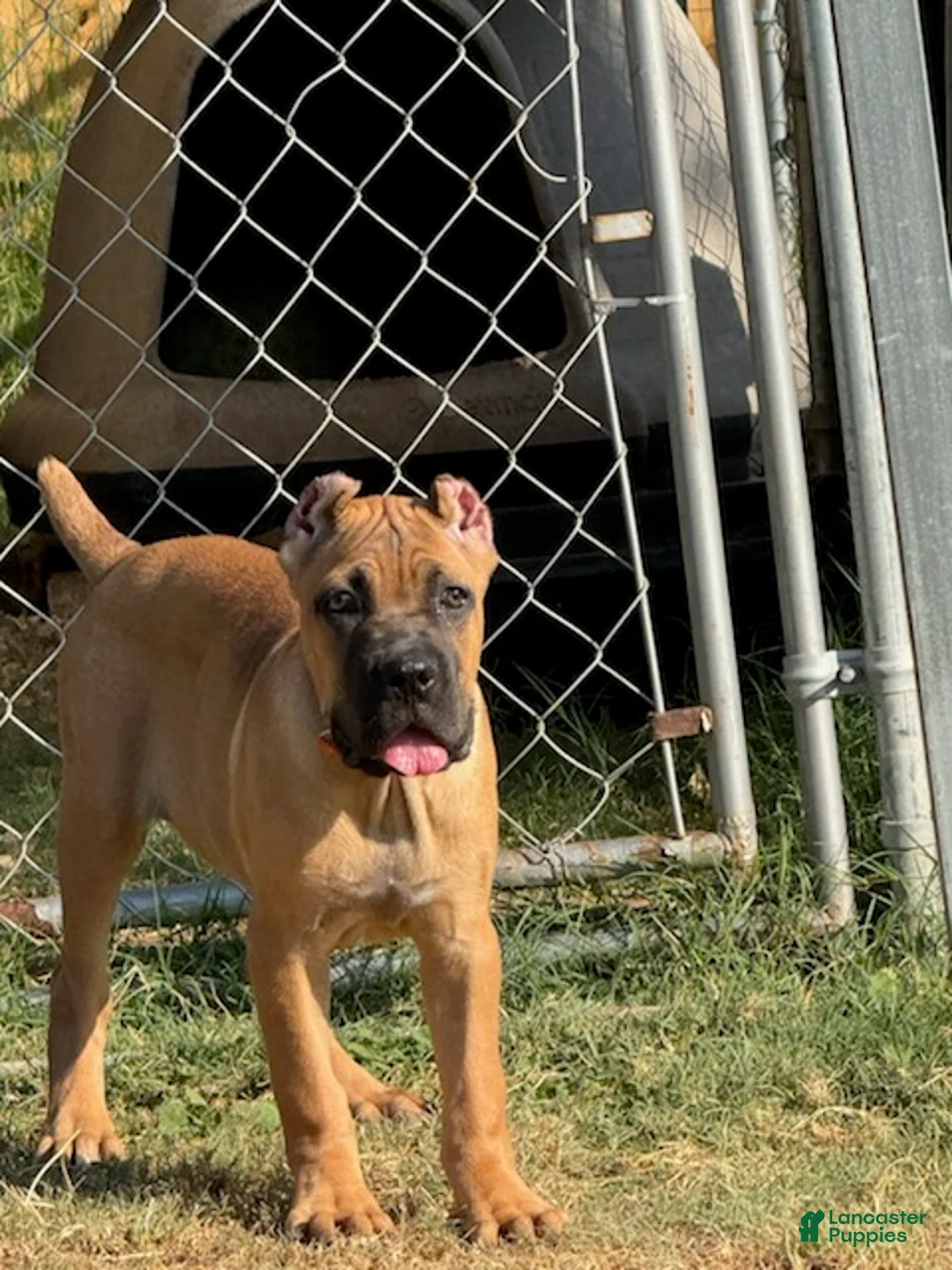 Cane Corso dogs for sale: Girl 1  - Ad 3