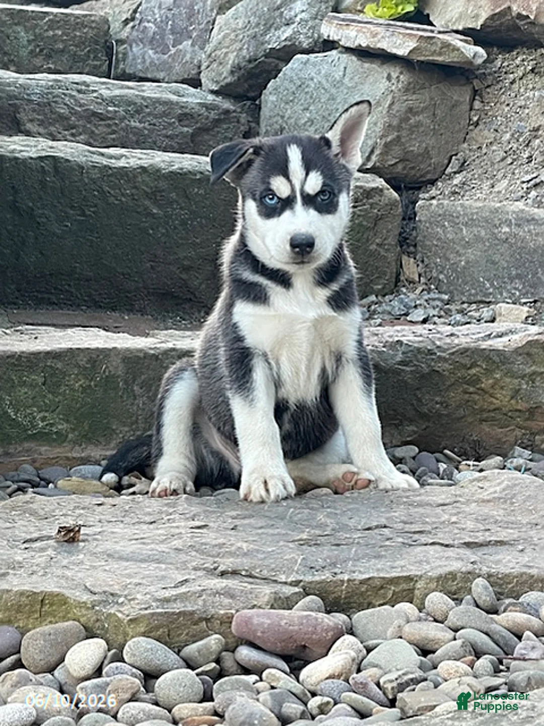 Pitsky dogs for sale: Charlie - Ad 1