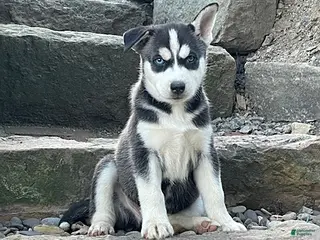 Pitsky dogs for sale: Charlie - Ad 1