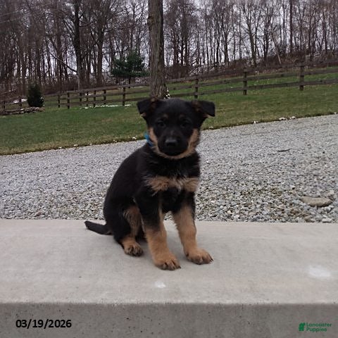 German Shepherd dogs Max - Ad 1