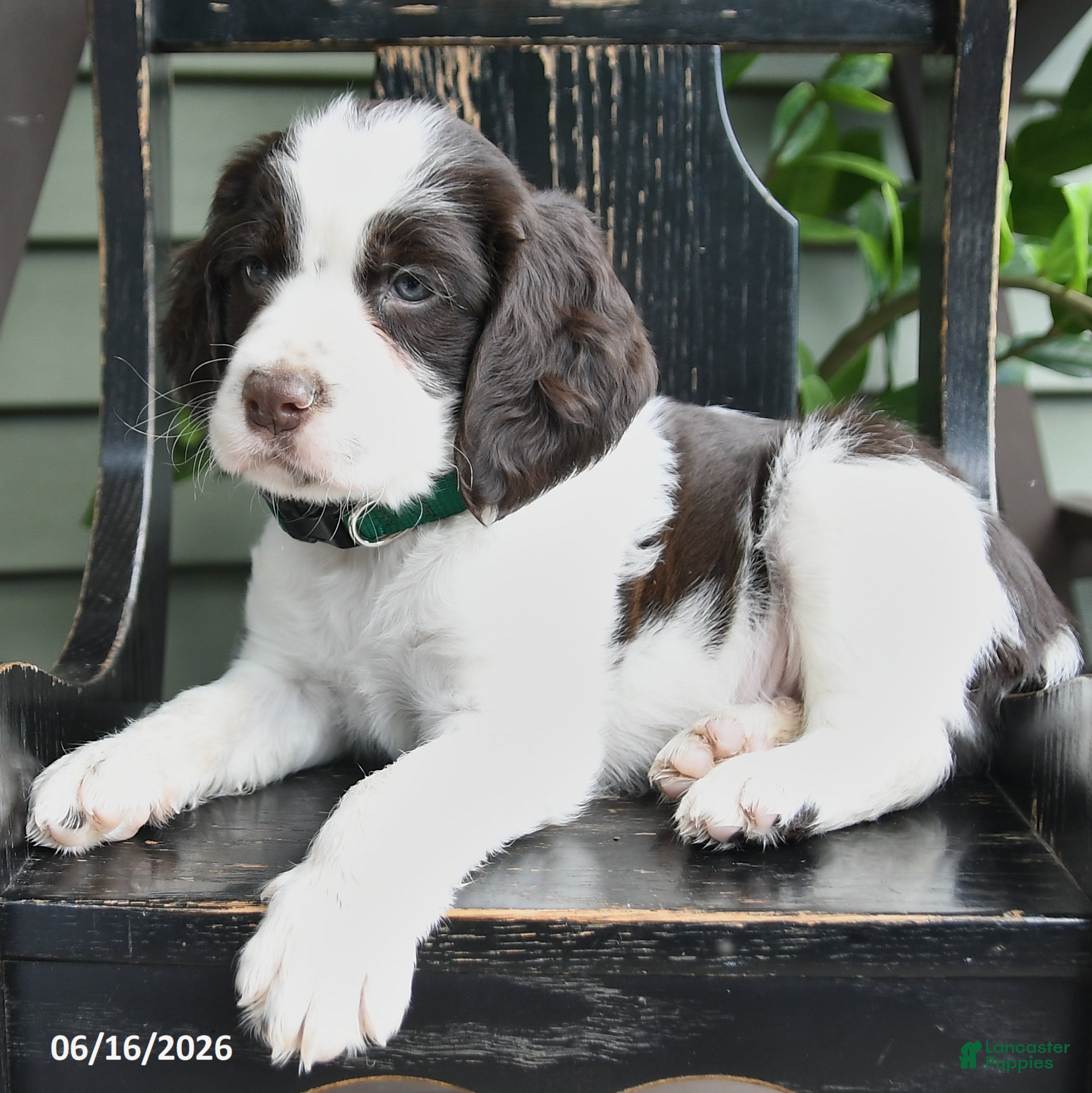 English Springer Spaniel dogs Baxter - Ad 2