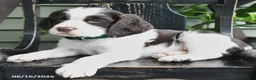 English Springer Spaniel dogs for sale: Baxter - Ad 2