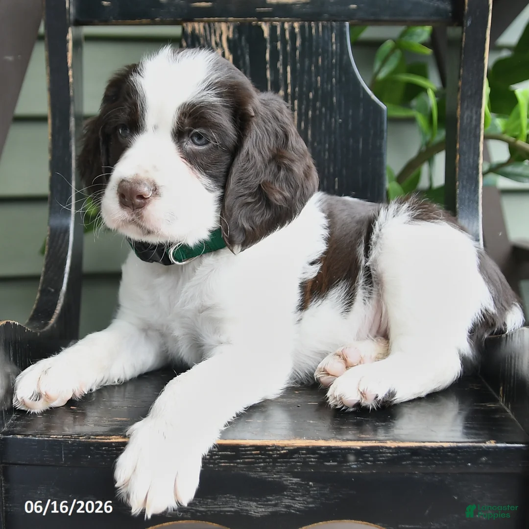 English Springer Spaniel dogs for sale: Baxter - Ad 2