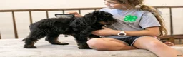 Bernedoodle dogs for sale: Olympic - Ready Now! - Ad 29