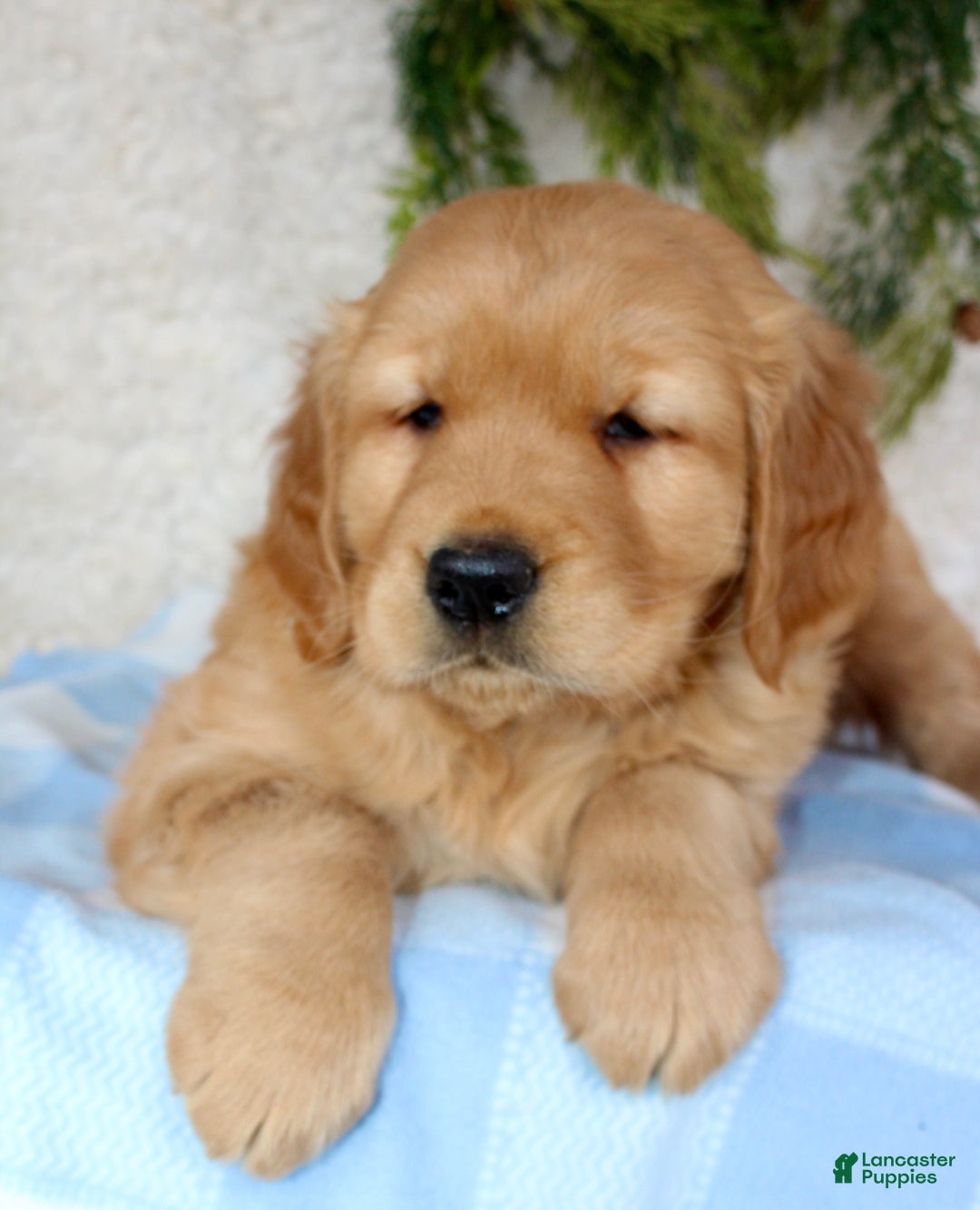 Golden Retriever dogs for sale: Chubbs - Ad 4