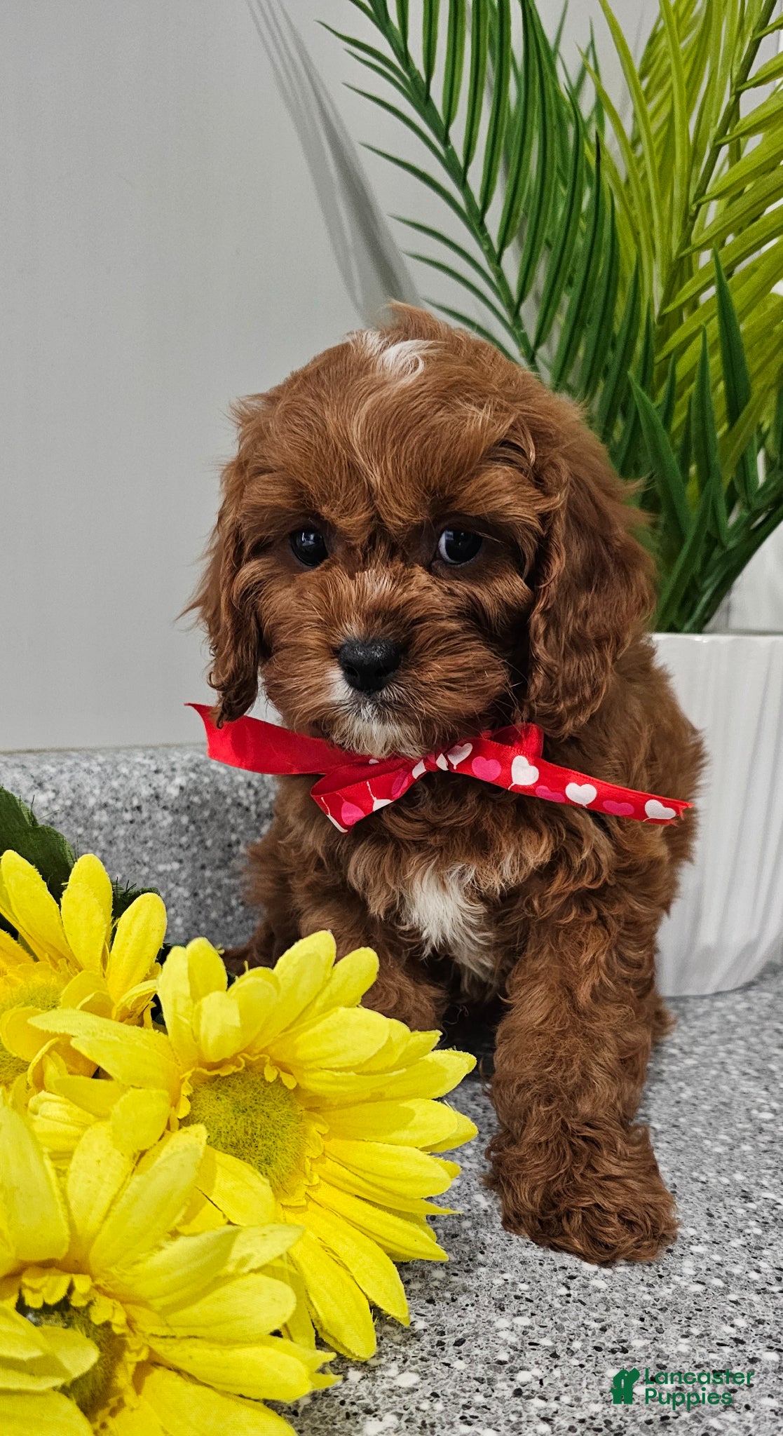 Cavapoo dogs Maxwell  - Ad 2