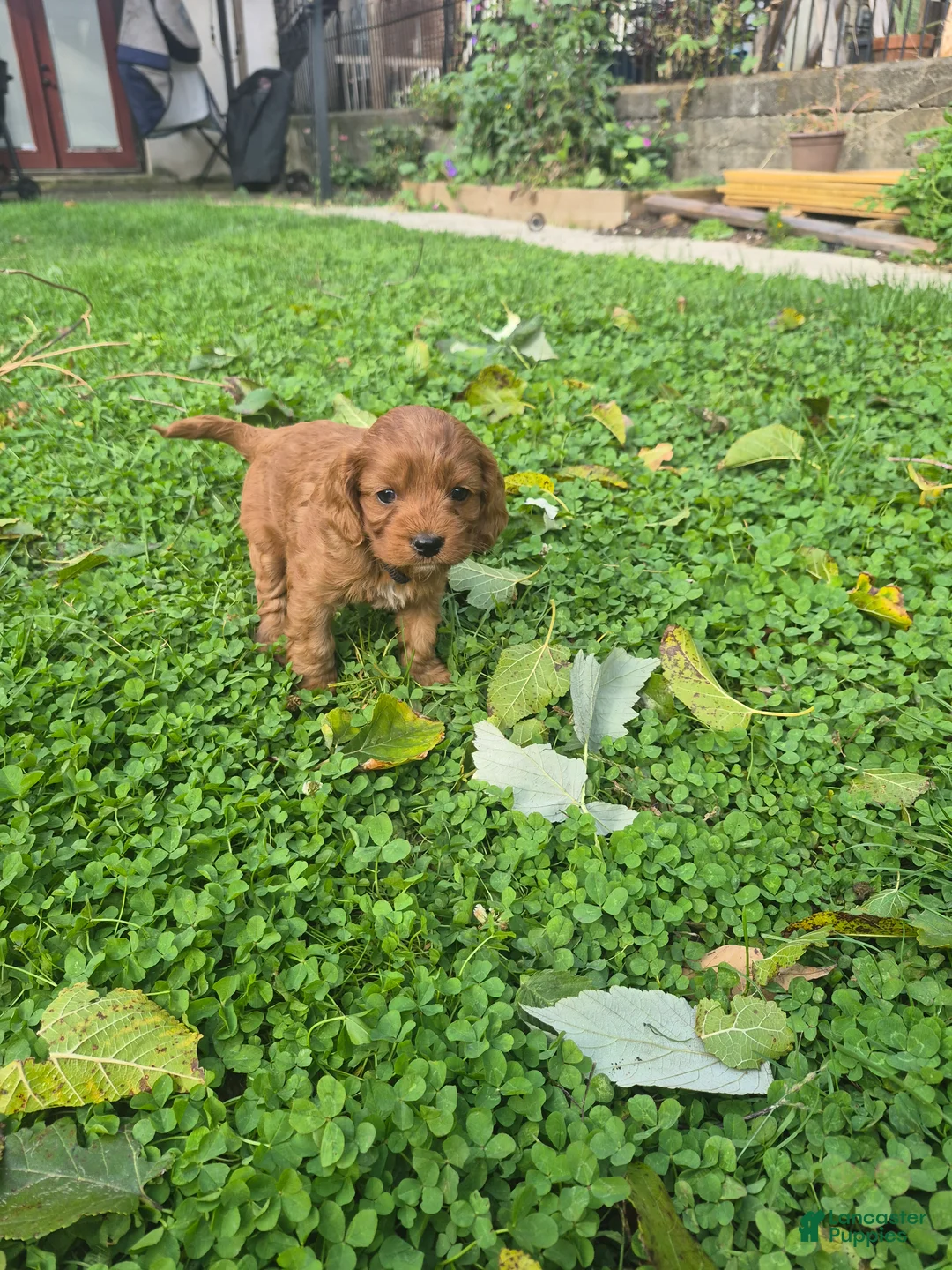 Cavapoo dogs for sale: Sage - Ad 1