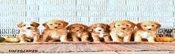 Mini Goldendoodle dogs for sale: Reese - Ad 3