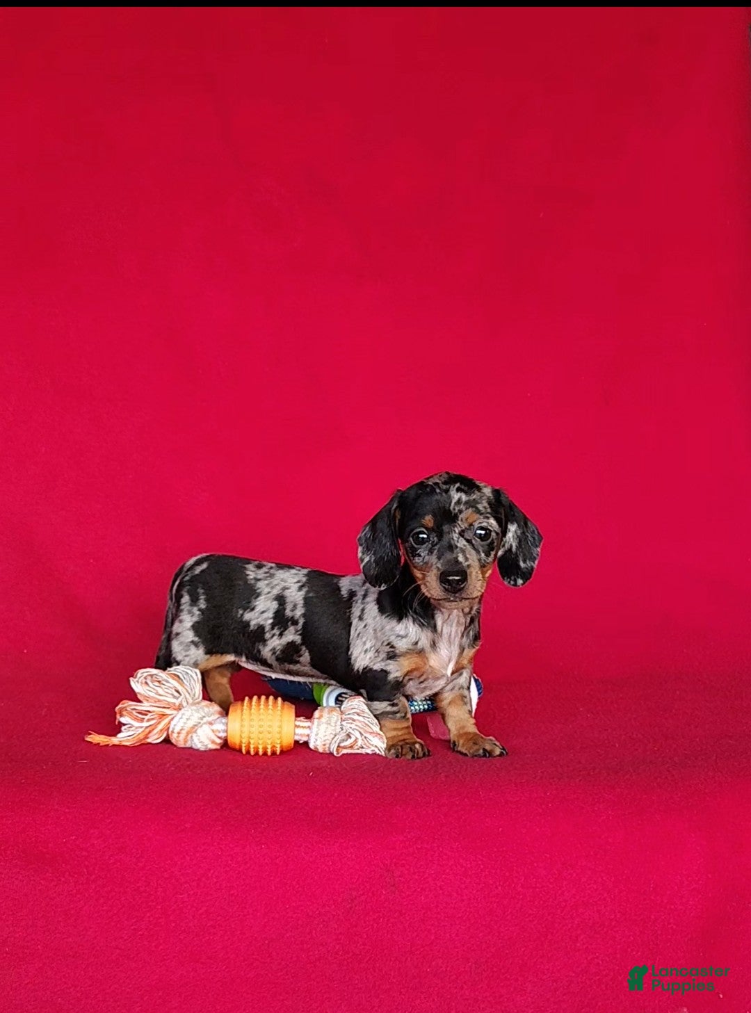 Miniature Dachshund dogs Brooklyn - Ad 1