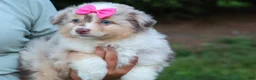 Miniature Australian Shepherd dogs for sale: LILY - Ad 4