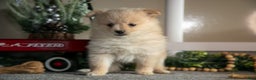 Pomeranian dogs for sale: Sabrina - Ad 2