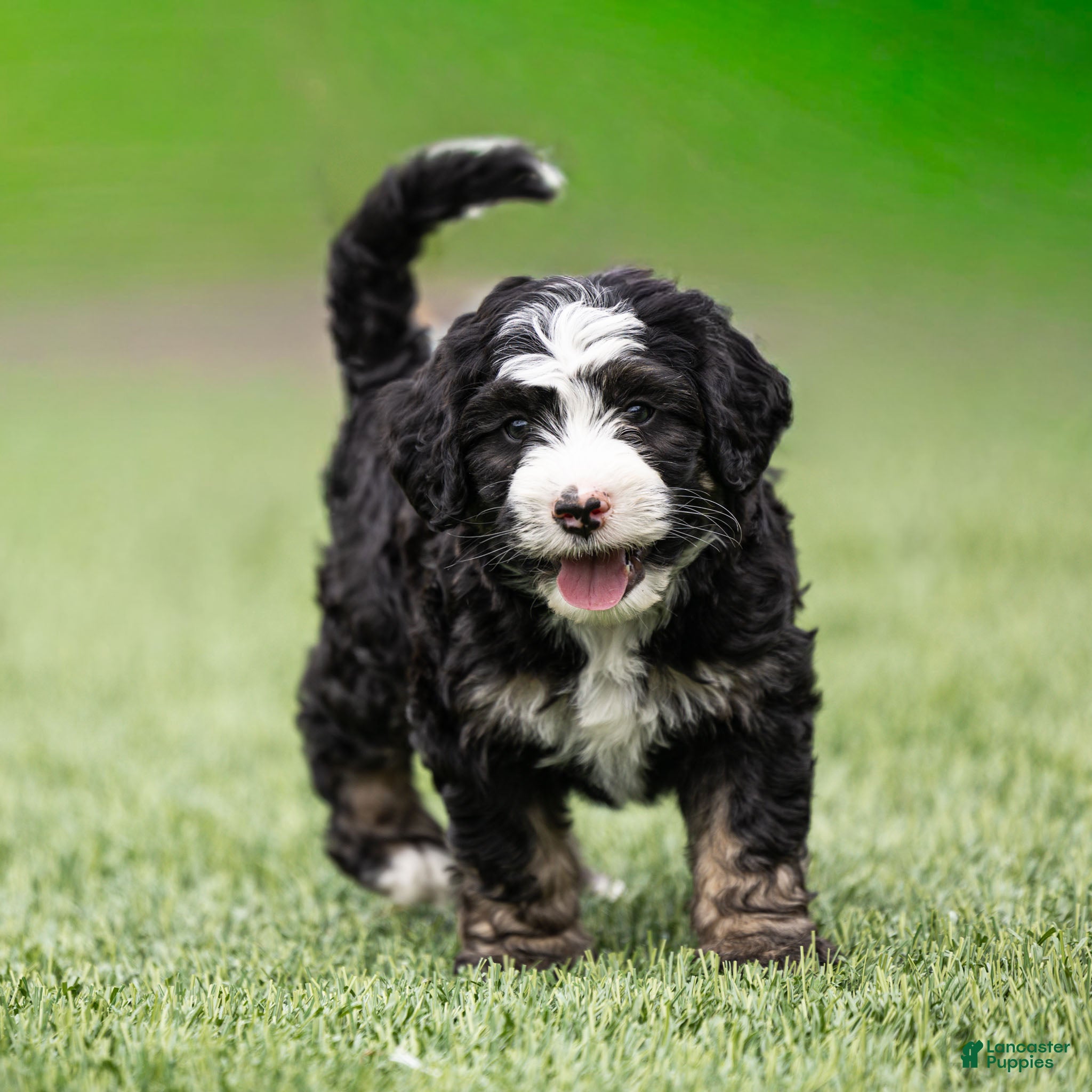 Bernedoodle dogs Banks Bernedoodle Puppy  - Ad 1