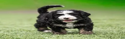 Bernedoodle dogs for sale: Banks Bernedoodle Puppy  - Ad 9