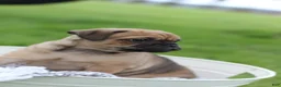 Jug dogs for sale: Goose - Ad 8