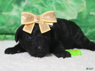 Toy Poodle dogs Ella - Ad 33