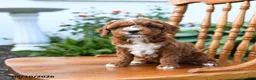 Mini Goldendoodle dogs for sale: Elsie - Ad 3