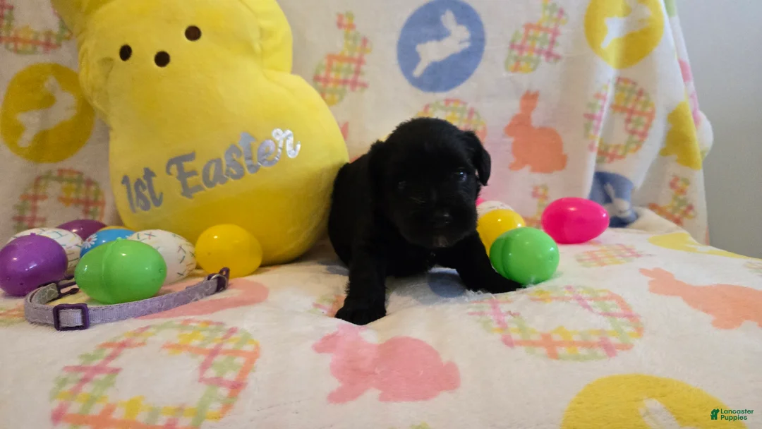 Miniature Schnauzer dogs for sale: Myah - Ad 2