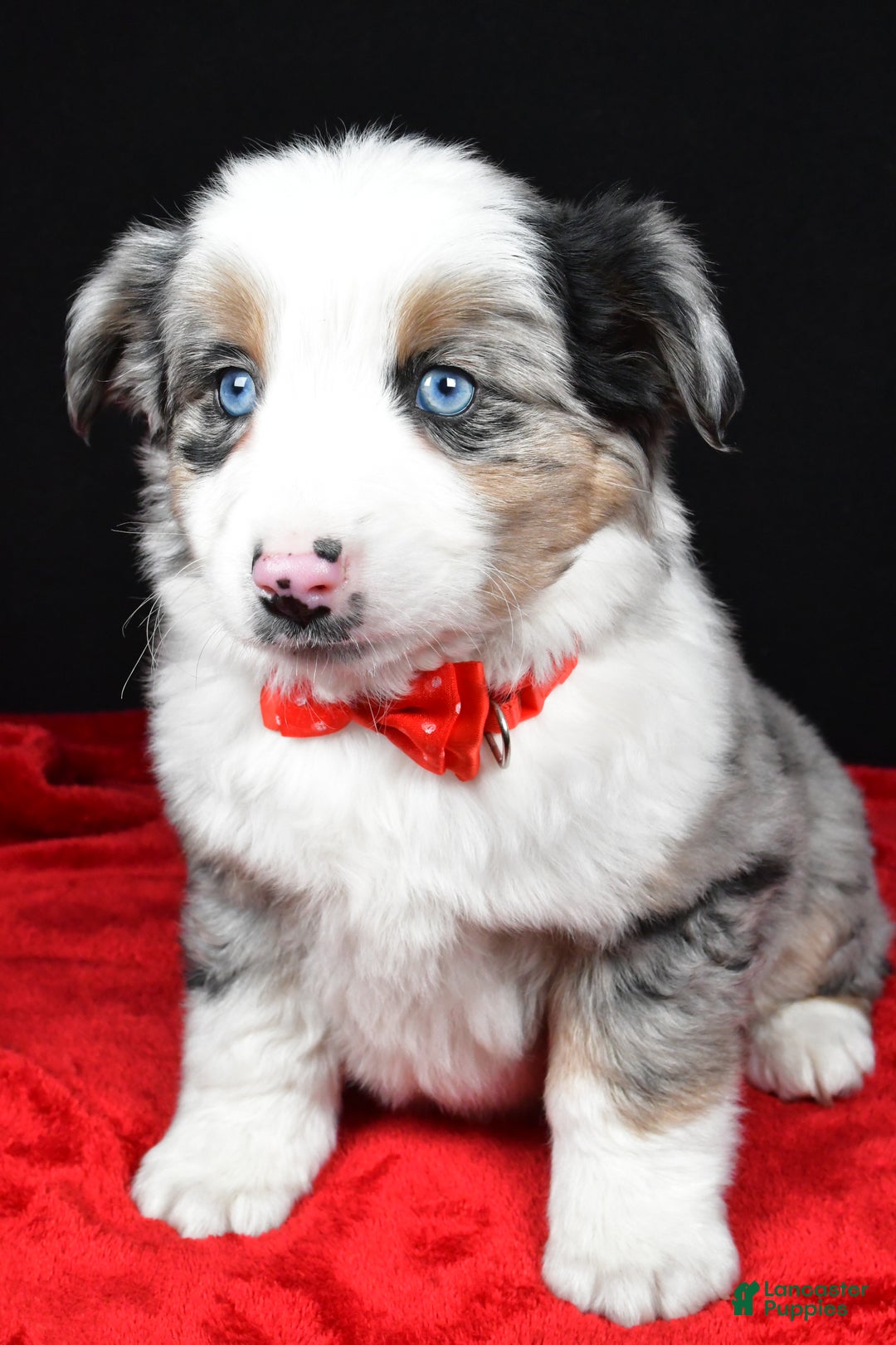 Miniature Australian Shepherd dogs for sale: Rover - Ad 8