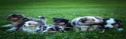Mixed Breed dogs for sale: Goose🐾 - Ad 23