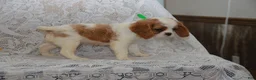 Cavalier King Charles Spaniel dogs for sale: Wrenly - Ad 6