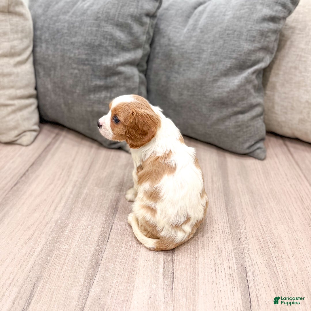Cavalier King Charles Spaniel dogs for sale: Buster - Ad 6