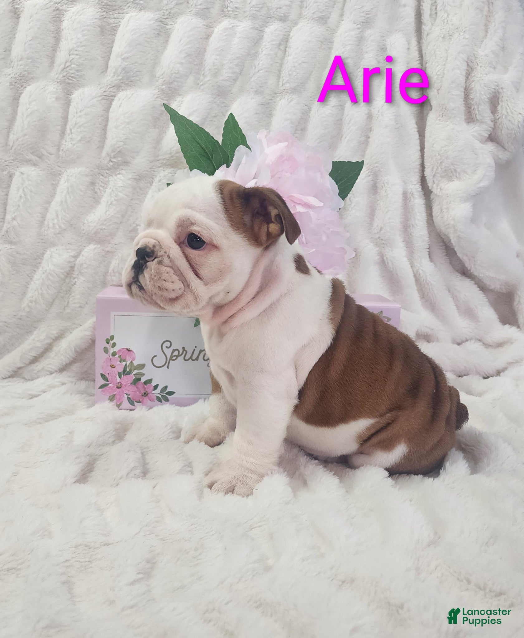 English Bulldog dogs for sale: AKC Arie  - Ad 3