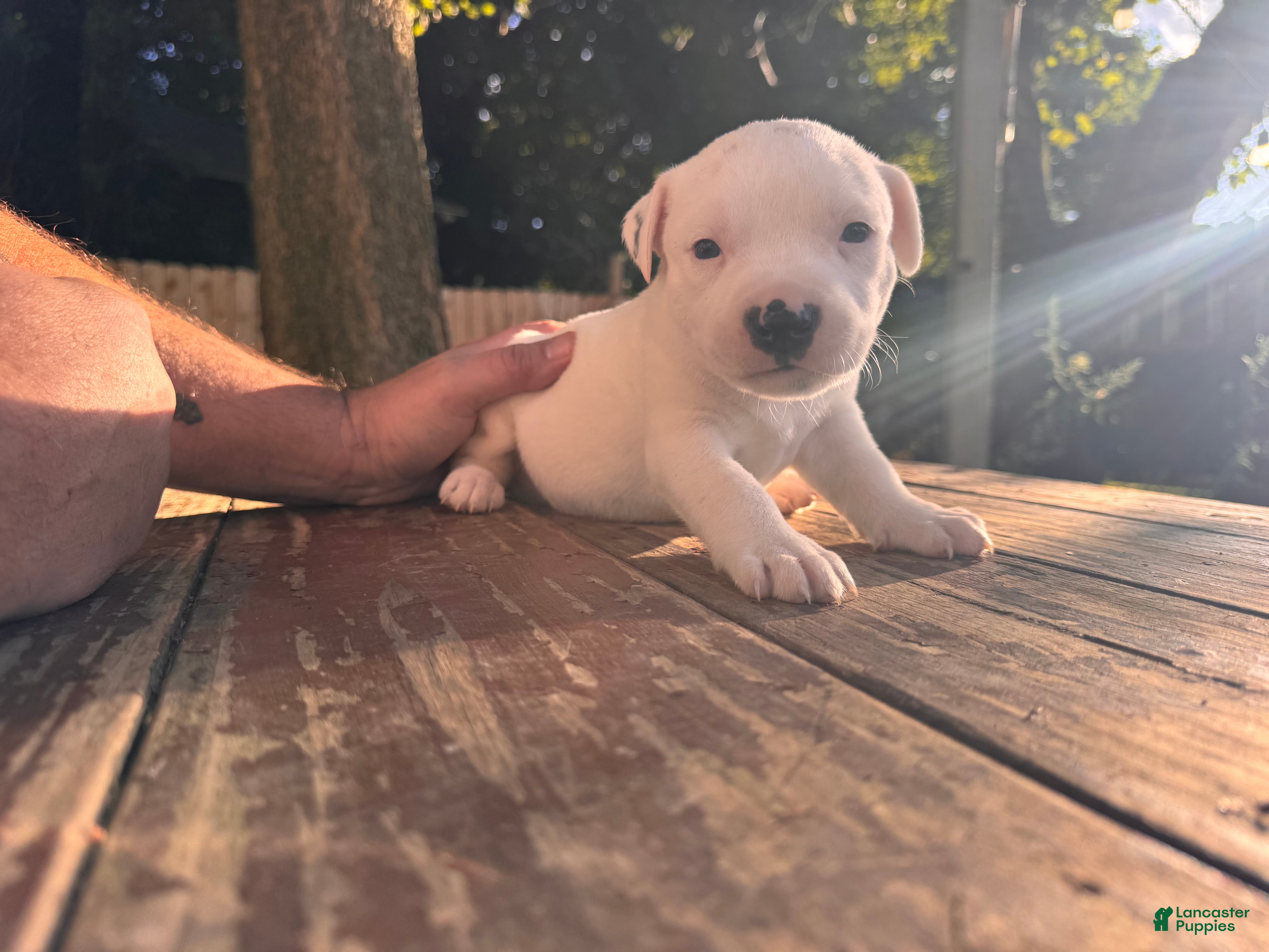 Mixed Breed dogs Delilah - Ad 19