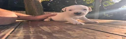 Mixed Breed dogs for sale: Delilah - Ad 1