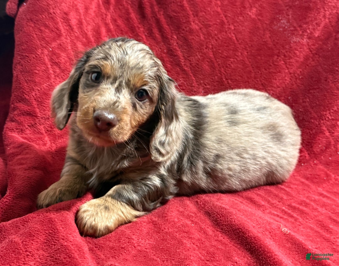 Miniature Dachshund dogs for sale: Miniature Dachshund Puppy 1 - Ad 6