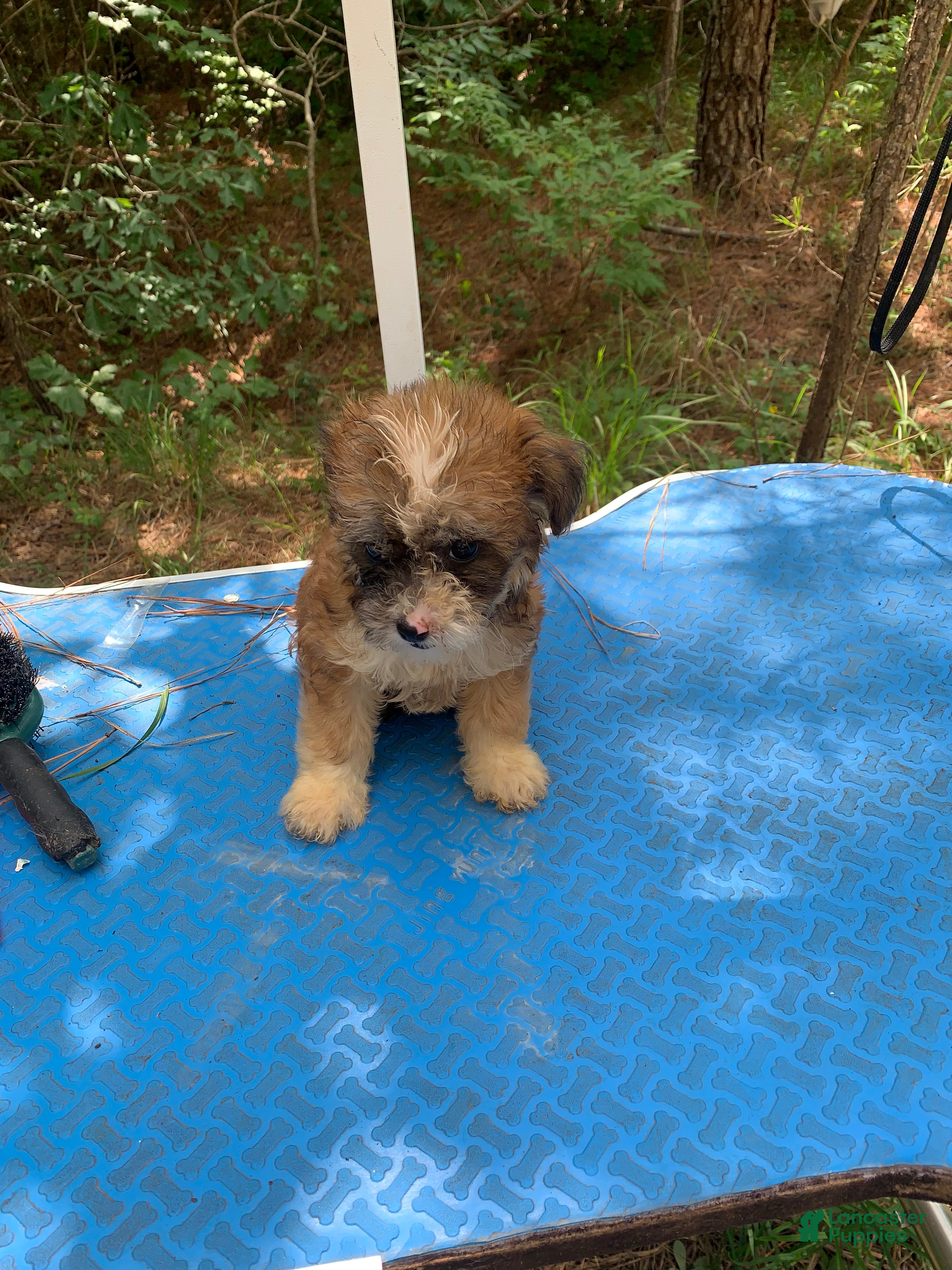 Shihpoo dogs Shihpoo 1 - Ad 11