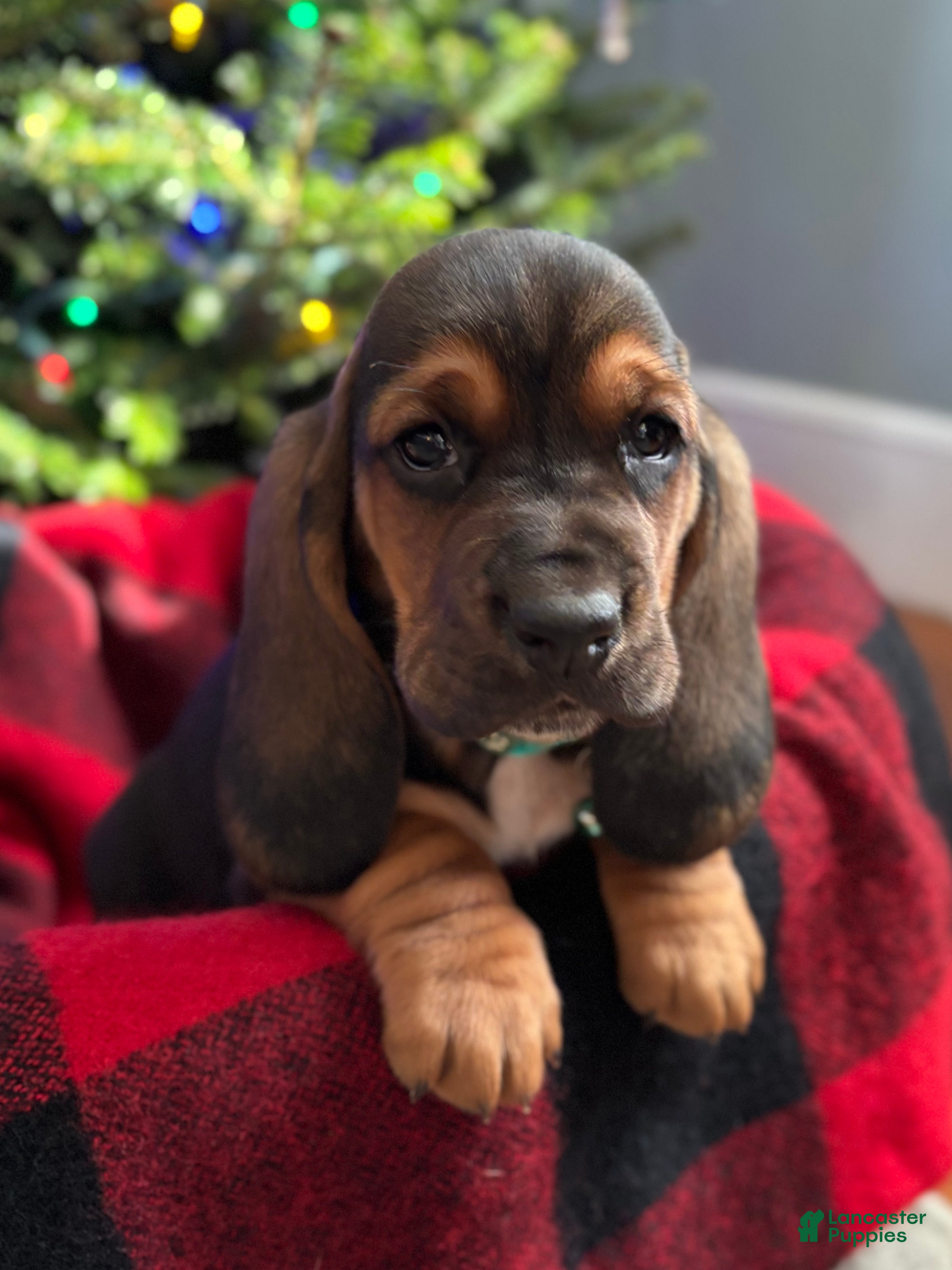 Basset Hound dogs Cindy Lou - Ad 7