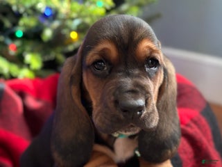 Basset Hound dogs Cindy Lou - Ad 28