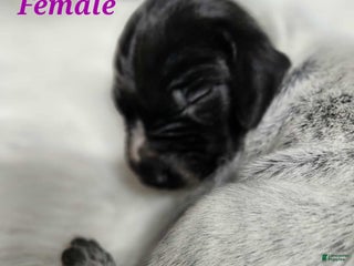 German Shorthaired Pointer dogs - Ad 12