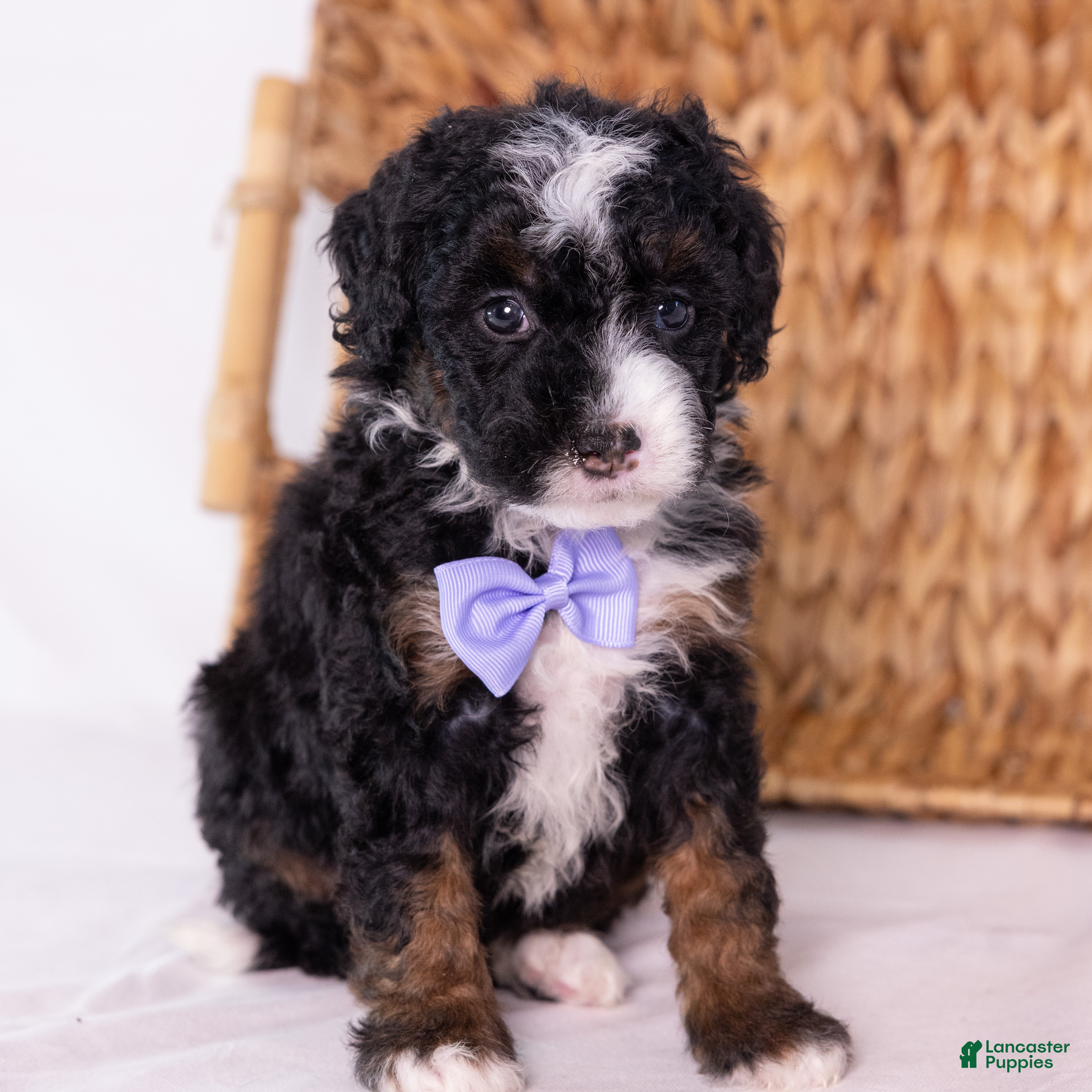 Mini Bernedoodle dogs Kate - Ad 2