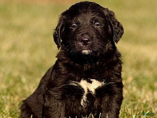 Mixed Breed dogs Lenny - Ad 30