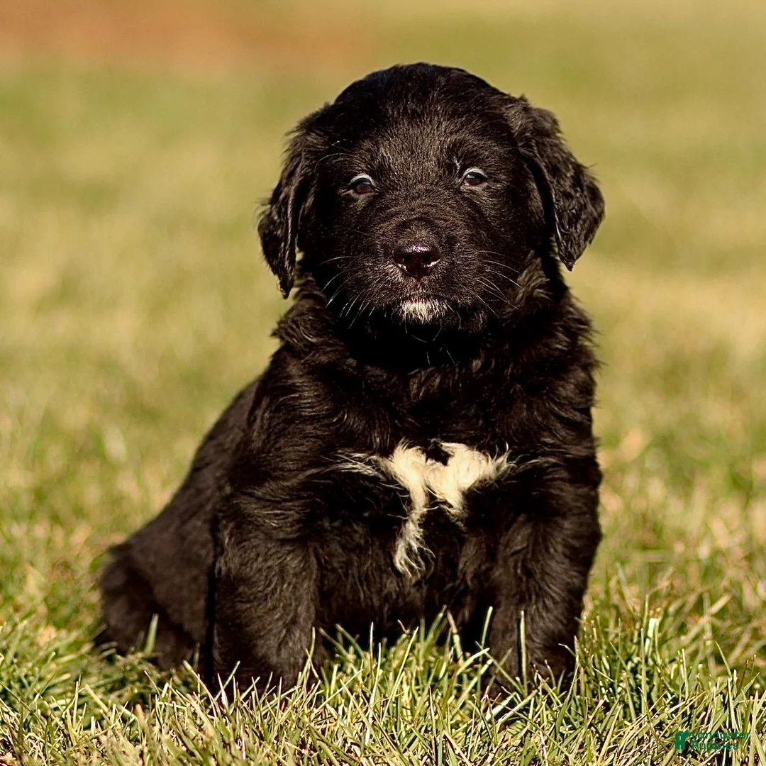 Mixed Breed dogs for sale: Lenny - Ad 1