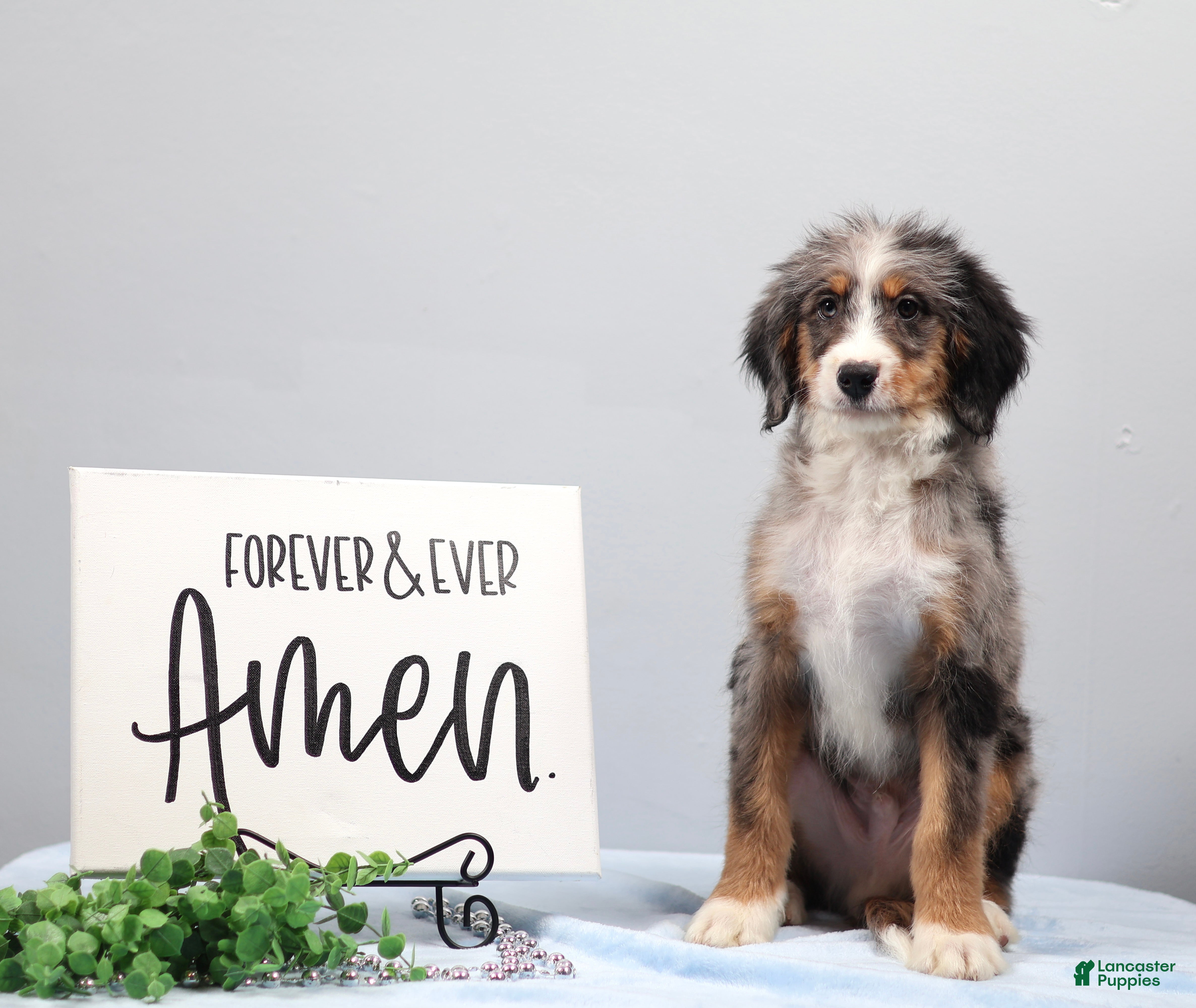 Mini Bernedoodle dogs Bingo - Ad 2