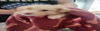 Shih Tzu 5