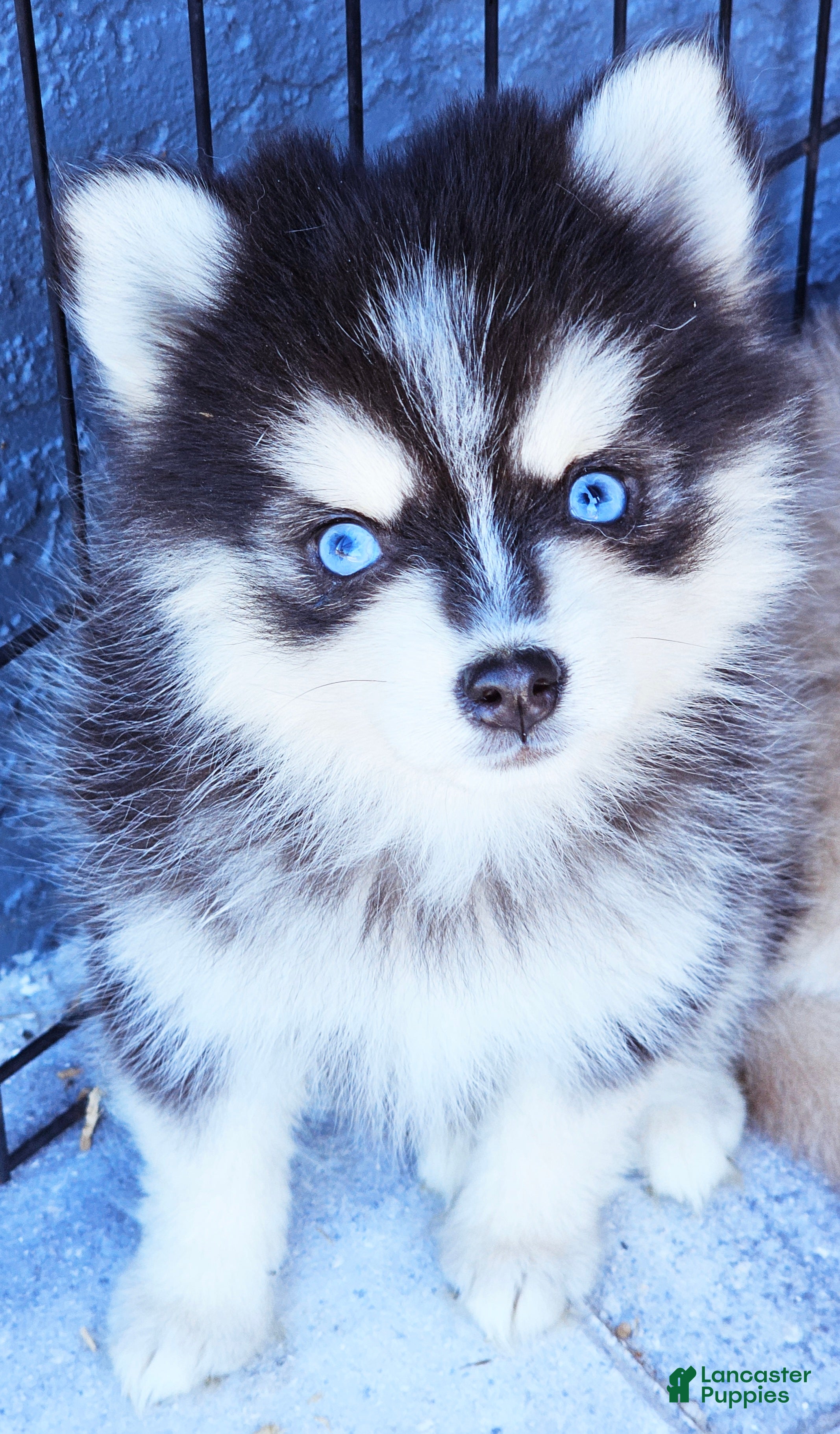 Pomsky dogs Jasper - Ad 13