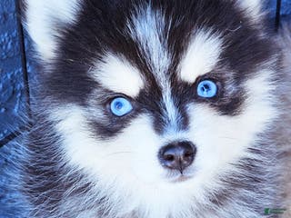 Pomsky dogs Jasper - Ad 15