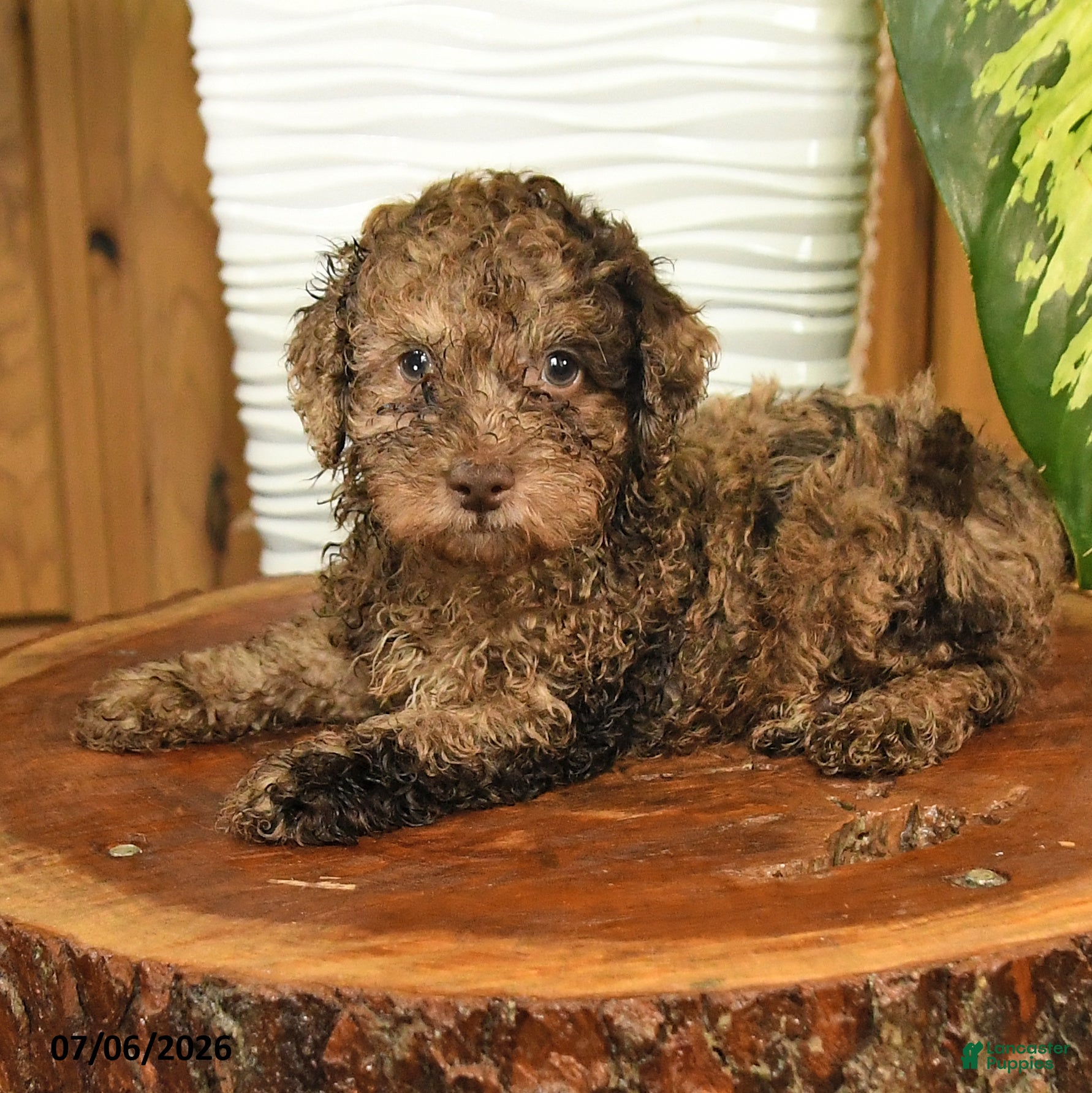 Miniature Poodle dogs Arthur - Ad 2