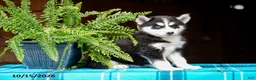 Pomsky dogs for sale: Taffy - Ad 4