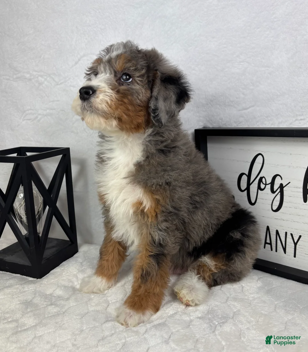 Mini Bernedoodle dogs for sale: Joey - Ad 5