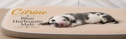 Great Dane dogs for sale: Citrine - Ad 3