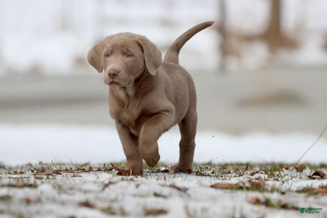 Labrador Retriever dogs for sale: Root Beer  - Ad 5