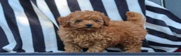 Cavapoo dogs for sale: Emily  - Ad 10